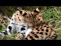 多摩動物公園の動物たち 2020年3月27日 Tama Zoo