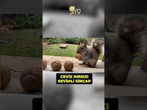 Ceviz Hırsızı Sincap