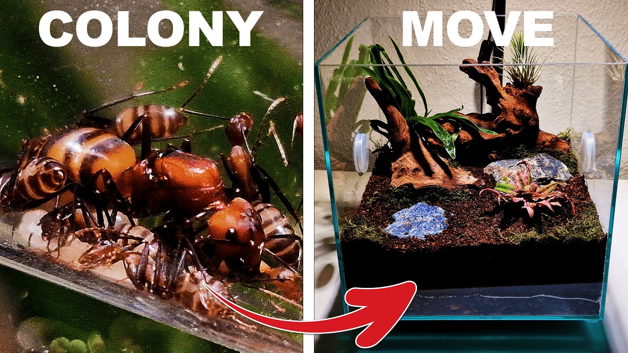 I created an ANT PARADISE for Taiwanese ants! Will they accept it?