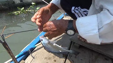 CÂU TÔM SÔNG TIỀN, TÔM CÀNG LÊN SƯỚNG TAY, DÍNH LUÔN CÁ SŨ, CÁ KẾT...