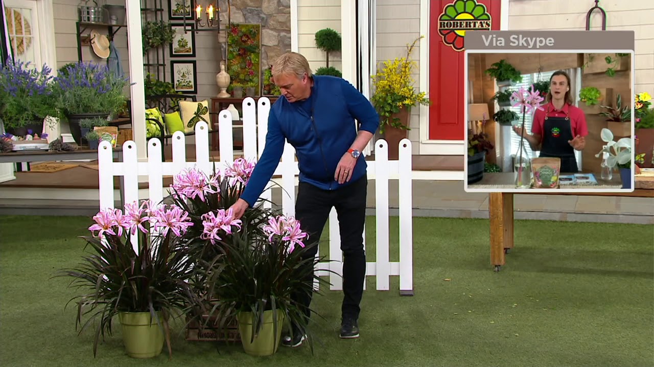 Roberta's 3-Piece Pam Penick Crinum Live Bulbs on QVC