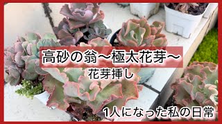 多肉植物]高砂の翁〜極太花芽〜花芽挿し〜^_^1人になった私の戯言