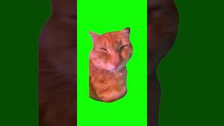 Green Screen Talking Cat Meme #greenscreen