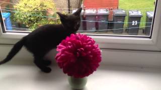 (Baby) Loki vs the Window Sill