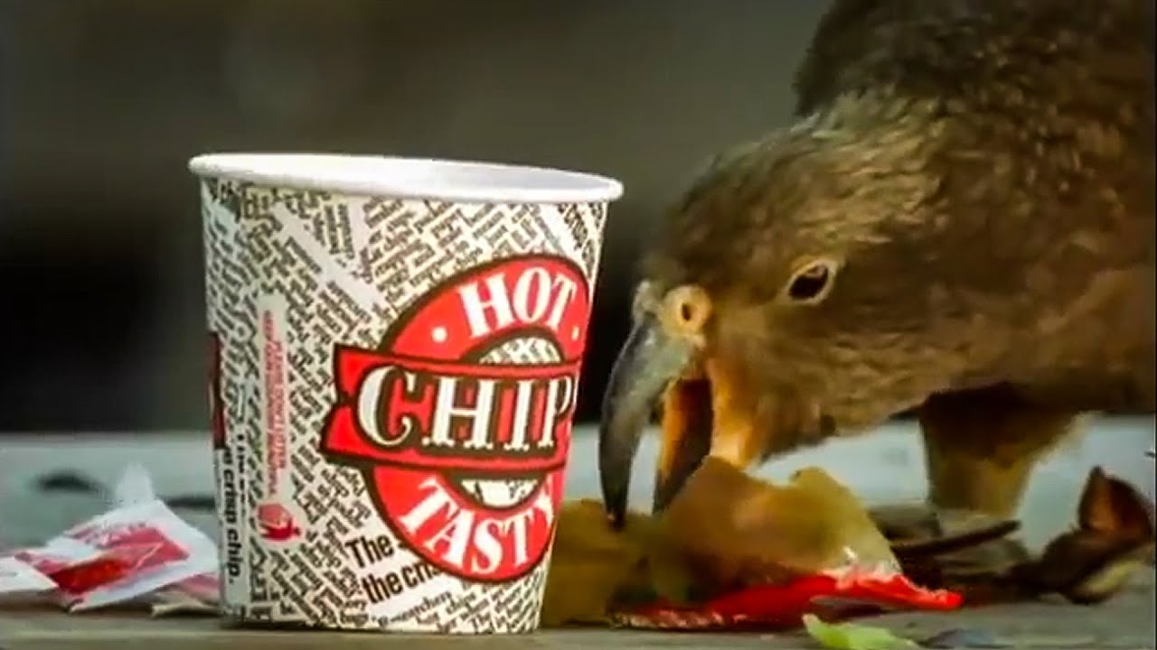 Kea Parrots Eat Fast Food | The Smartest Parrot | BBC Earth