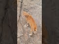 Handsome meow 😍💖 #cat #shortvideo #cute #cutecat #animallife