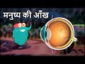        human eye in hindi  drbinocs show  educationals for kids