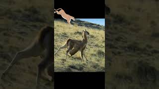 Puma vs camelid | Puma hunting guanaco #puma
