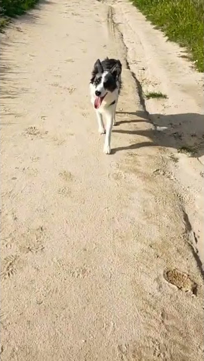 Perro, dog, desorientado y cansado , tired, carreras a muerte, suscríbete 🙏