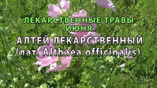 Лекарственные растения июня &quot;Алтей лекарственный&quot; - Видео от Живые Травы