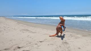 Alex Bio Video for Kapowui Surf Lessons Venice Beach / Santa Monica Ca.310-985-4577