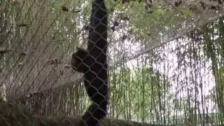 Siamang Gibbon Monkeys Hooting