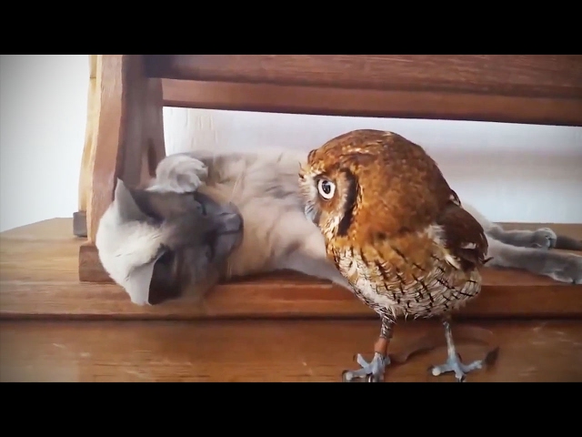 Funny & Cute Owls [Funny Pets]