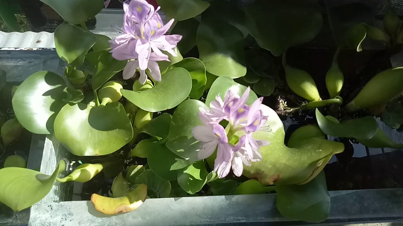 Pond Aquarium Decor Details about   Artificial Floating Water Hyacinth