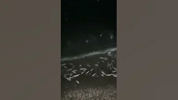 من قاع أسراس في مشهد طبيعي نادر كمية كبيرة من السمك تخرج للشاطئ 