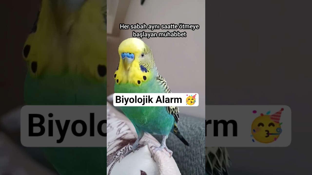 Her Sabah Ötüyorsa Bu Nedeni Aklınıza Gelmez! 🌅🐦 #parrot #birds #budgies #muhabbetkuşu