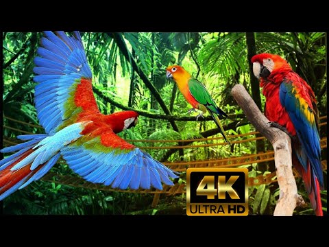 ПОПУГАИ АРА-САМЫЕ КРАСИВЫЕ В МИРЕ! Джунгли, Lounge Мusic! Красивые Съёмки Тропического Леса 4К