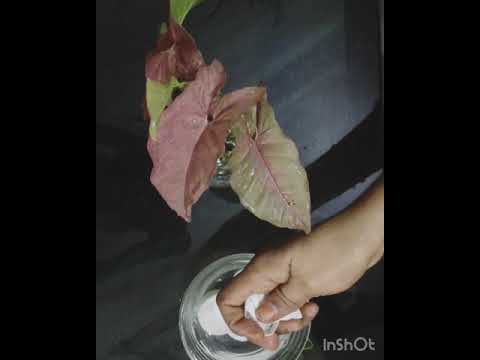 My indoor water plants