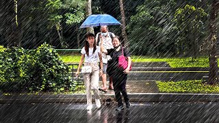 An Intense Rain Walking Tour In A Secret Rainforest Trail : Rail Corridor Singapore : Depot Road
