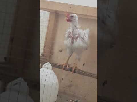 ديك صغير عمره شهر يعوعي