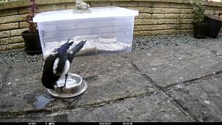 Magpie attacks the water dish and then eats my plant. 1 May 2024.