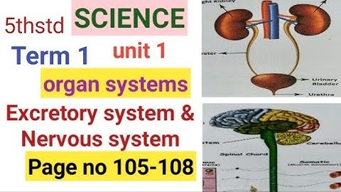 5th std Science| term1 unit 1| Organ systems |Excretory system & Human nervous system|Page -105-108