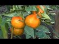 How to Grow Dancy Mandarin Tangerines