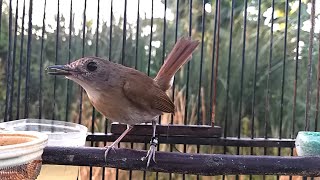 Suara SRDC Belajar Bunyi - Pancingan AMPUH Supaya Sikatan Rimba Dada Coklat Bali Bahan Cepat GACOR