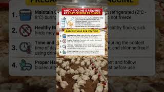 Day 9 Broiler Management: Protecting Your Flock Against Gumboro Disease! 🐥💉