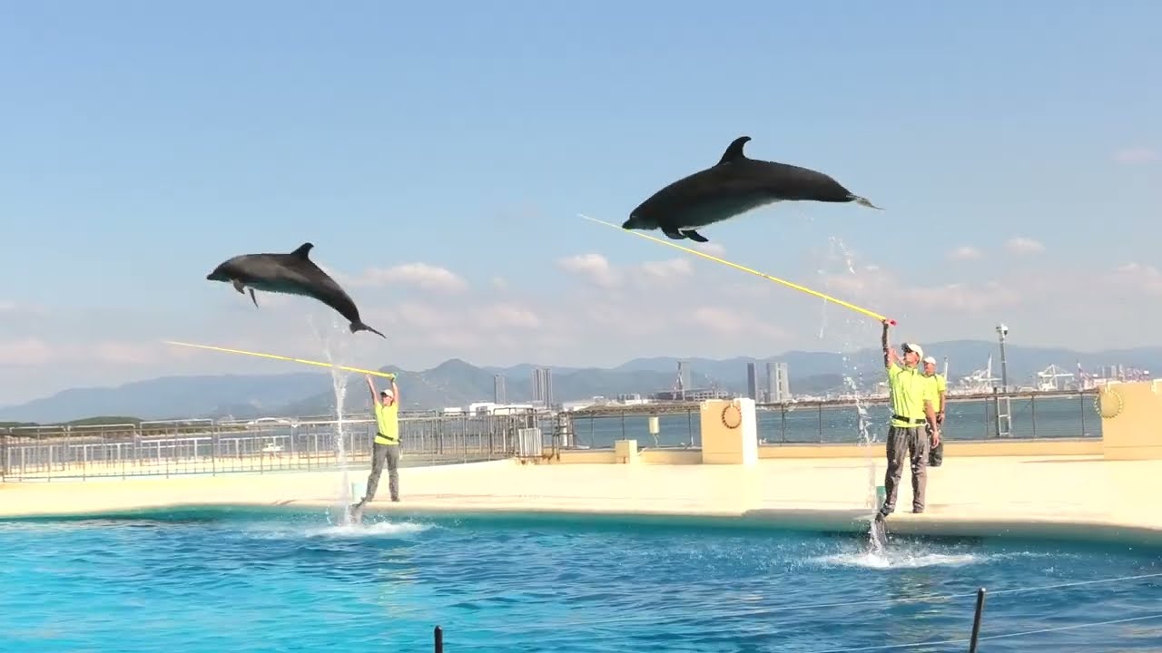 イルカショー　 ハロウィンイベント　マリンワールド海の中道2023/10