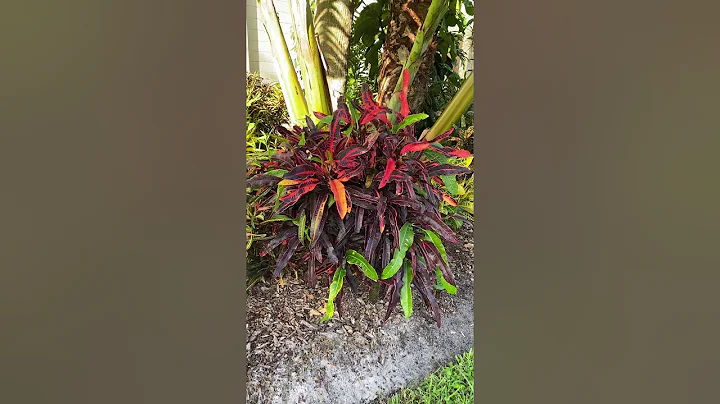 Garden October 2020