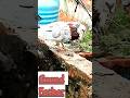 #kabutar #son kabutar #Father kabutar #Grand father  kabutar #uddan Wale kabutar #kaal nisora pigeon