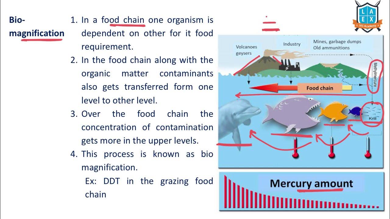 What is Biomagnification ? Biomagnification అంటే ఏమిటి? La