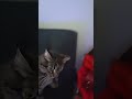 #cat #angry #funny #bad