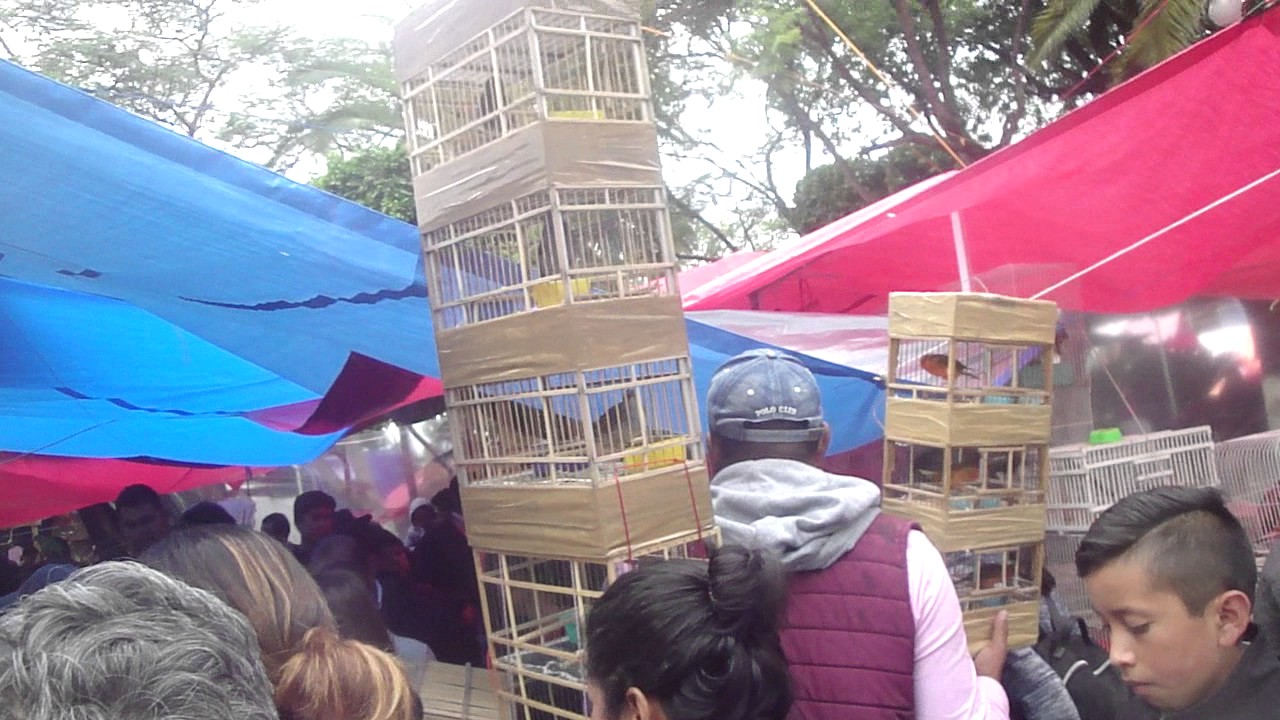 La feria del pájaro