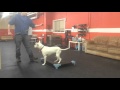 Place Command nervous dog | Solid K9 Training Place Command nervous dog | Solid K9 Training