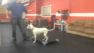 Place Command Nervous Dog Solid K9 Training
