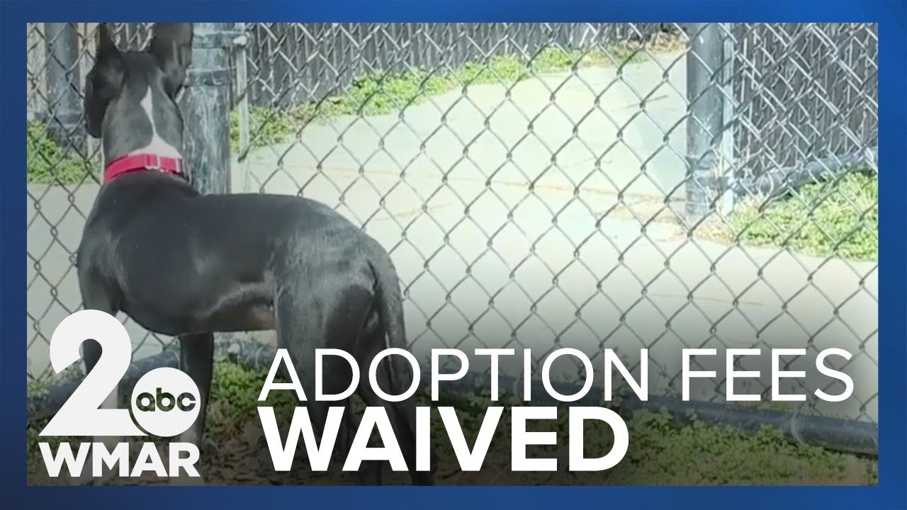 Anne Arundel County Animal Care and Control waiving adoptions fees for