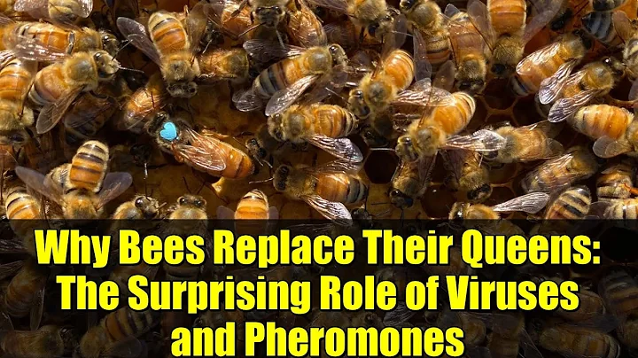 Why Bees Replace Their Queens: The Surprising Role of Viruses and Pheromones