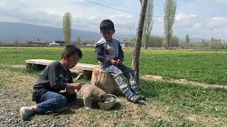 BÜTÜN KÖPEKLERİ GÖTÜRÜNCE OLAY ÇIKTI - CESUR SAHİPSİZ YAVRUYA SÜT VERİYOR