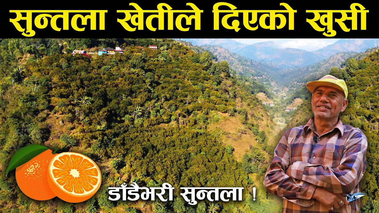 अवकाशपछि सुन्तला खेतीमा सक्रिय - Active in orange farming after retirement.