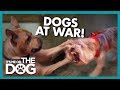 Family At War Over Which Dog Gets To Stay | It's Me or the Dog