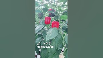 Ớt chuông Đà Lạt