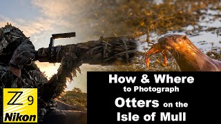 How and Where to Photograph Otters on the Isle of Mull