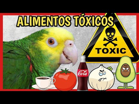 Alimentos TÓXICOS para