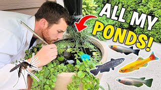 Do These Ponds Survive? - Underwater Tour Of All My Summer Ponds