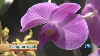 Discover the wonder of Orchids.
