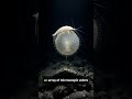 The Carnivorous Death Ball Sponge Daily Trends MAY 23rd