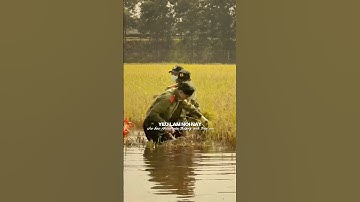 Các chú công an gặt lúa giúp bà con thương quá