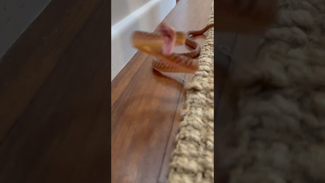 Venomous snake found lurking under baby's bassinet